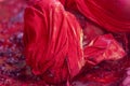 Portrait of a Devotee at Nandgaon Temple Samaj during Holi Festival,UttarPradesh,India Royalty Free Stock Photo