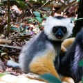 Portrait of diademed sifaka aka Propithecus diadema Madagascar