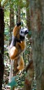 Portrait of diademed sifaka aka Propithecus diadema Madagascar