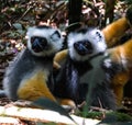 Portrait of diademed sifaka aka Propithecus diadema Madagascar