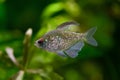 Portrait of Diamond Tetra (Moenkhausia pittieri) in aquarium