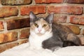 Portrait of a diluted Calico Cat Royalty Free Stock Photo