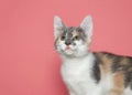 Portrait of a diluted calico kitten looking up Royalty Free Stock Photo