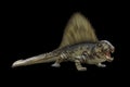 Portrait of dimetrodon isolated on black background