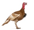 Portrait of Dindon Rouge des Ardennes turkey Royalty Free Stock Photo