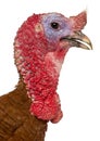 Portrait of Dindon Rouge des Ardennes turkey in front of white background