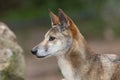 Portrait of a Dingo, Australia's native dog with blurred background Royalty Free Stock Photo