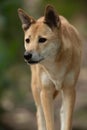 Portrait of a Dingo, Australia's native dog stalking Royalty Free Stock Photo