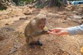 A portrait of a dining monkey, girl`s hand feeds her. There are many such monkeys in Thailand