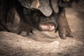 Portrait of dirty cute pig eating with big ears covering his head, always hungry Royalty Free Stock Photo