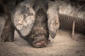 Portrait of dirty cute pig eating with big ears covering his head, concentrated Royalty Free Stock Photo