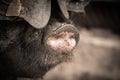 Portrait of dirty cute pig eating with big ears covering his head, always hungry Royalty Free Stock Photo