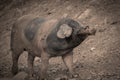 Portrait of dirty cute pig eating with big ears covering his head, always hungry eating melon Royalty Free Stock Photo