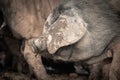 Portrait of dirty cute pig eating with big ears covering his head, always hungry Royalty Free Stock Photo