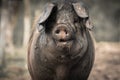 Portrait of dirty cute pig eating with big ears covering his head, always hungry Royalty Free Stock Photo