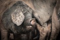 Portrait of dirty cute pig eating with big ears covering his head, looking sad Royalty Free Stock Photo