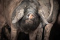 Portrait of dirty cute pig eating with big ears covering his head, looking sad