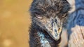 A Portrait of a Dirty Emu Royalty Free Stock Photo