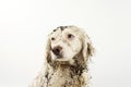 PORTRAIT OF DIRTY AND MUDDY DOG FACE. GUILTY OR SAD EXPRESSION. ISOLATED ON WHITE BACKGROUND