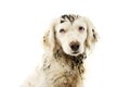 PORTRAIT OF DIRTY AND MUDDY DOG FACE. ISOLATED ON WHITE BACKGROUND