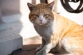 Portrait of a dirty sick orange cat on the street