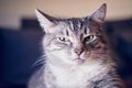 Portrait of a disgruntled cat with an unhappy expression on its face. Serious cat is watching in disbelief, grumpy portrait Royalty Free Stock Photo
