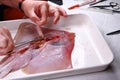 Dissecting Fish, Skates of Croatia Royalty Free Stock Photo