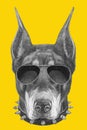 Portrait of Doberman Pinscher with sunglasses and collar.