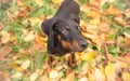 Portrait of a doberman puppy Royalty Free Stock Photo