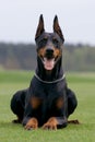 Portrait of dobermann Royalty Free Stock Photo