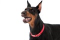 Portrait of a Dobermann dog Royalty Free Stock Photo