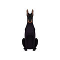 Portrait of dobermann. Medium-large breed of dog with sleek black coat, athletic body, long ears and muzzle. Detailed