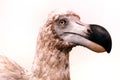 Portrait of a Dodo