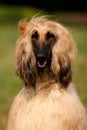 Portrait of a dog Afghan hound on the grass Royalty Free Stock Photo