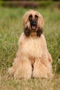Portrait of a dog Afghan hound on the grass Royalty Free Stock Photo
