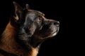 Portrait Of Dog Akita In Profile On Black Matte Background. Generative AI