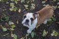 Portrait of a dog on the background of fallen leaves