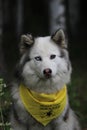 portrait of a dog in a bandana on the background of grass