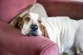 Portrait of a dog, bassethound, resting on a sofa Royalty Free Stock Photo