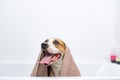 Portrait of a dog in a bathtub wrapped in a towel.