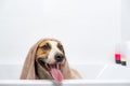 Portrait of a dog in a bathtub wrapped in a towel.