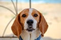 Portrait of a dog. Beautiful Beagle boy Royalty Free Stock Photo