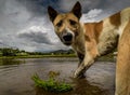 Portrait of dog in beautiful wet paddy field Royalty Free Stock Photo