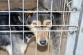 Portrait of a dog behind bars cages Royalty Free Stock Photo