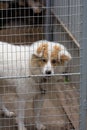 Portrait of a dog behind bars Royalty Free Stock Photo