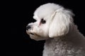 Portrait Of Dog Bichon Frise In Profile On Black Matte Background. Generative AI