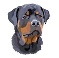 Portrait of a dog of the Rottweiler breed