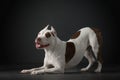 Portrait of a dog on a dark background. American pit bull terrier. Beautiful pet on black Royalty Free Stock Photo