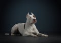 Portrait of a dog on a dark background. American pit bull terrier. Beautiful pet on black Royalty Free Stock Photo