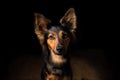 Portrait of a dog on a black background Royalty Free Stock Photo